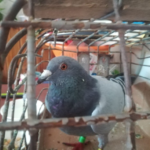 肉鸽