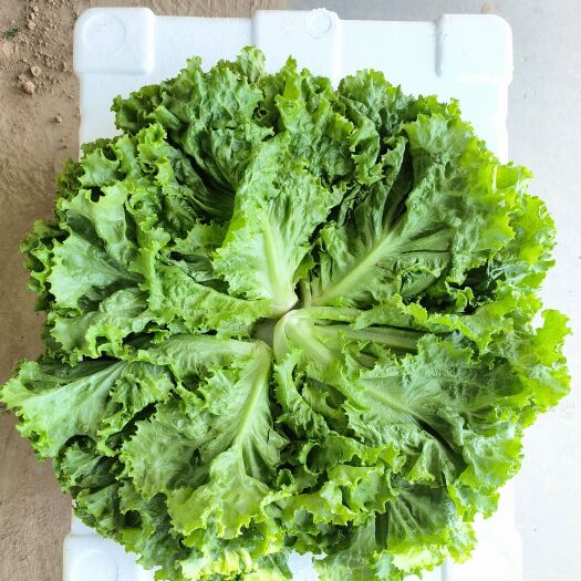 贺兰县散叶生菜