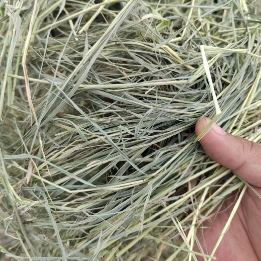 汪清县天然羊草大圆包