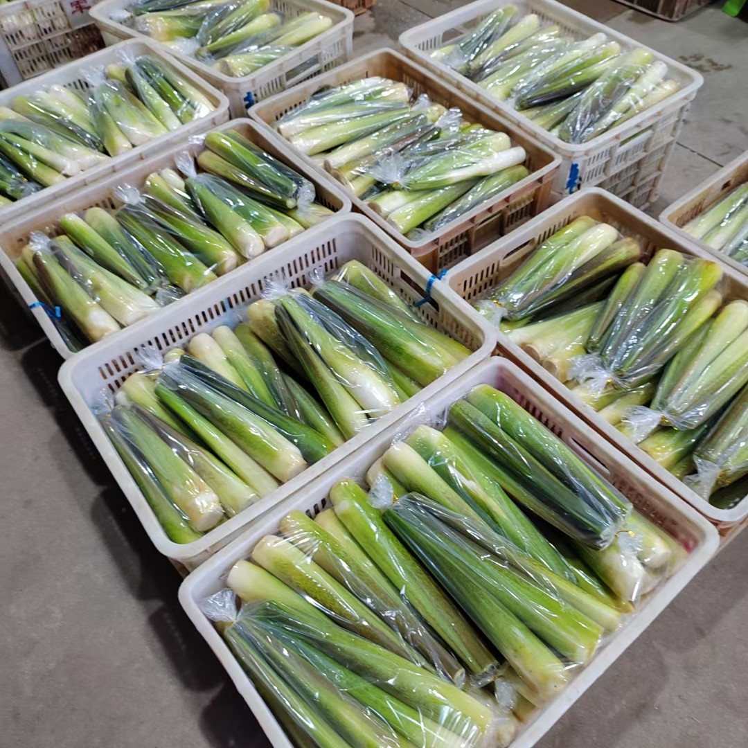 精品茭白，供各大平台和各大商超！！全国各大一级农批都有档口！