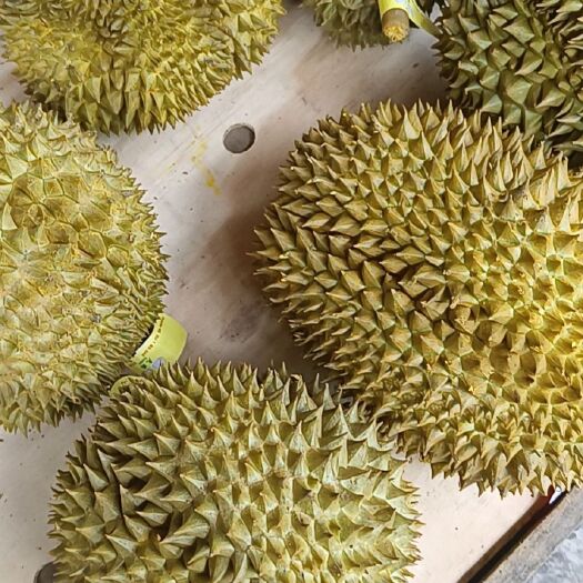 东莞市正宗泰国金枕榴莲