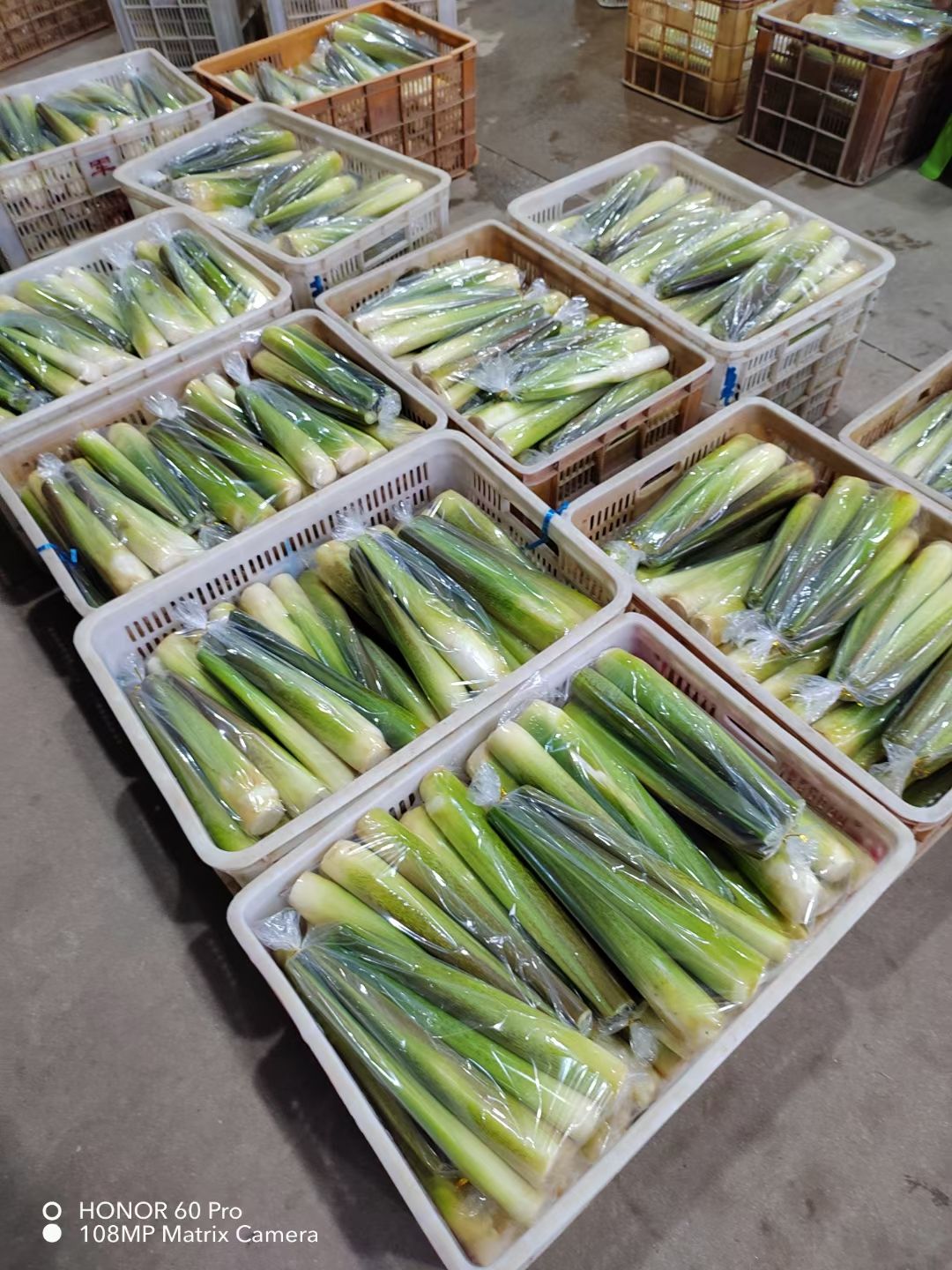 精品茭白，供各大平台和各大商超！！全国各大一级农批都有档口！