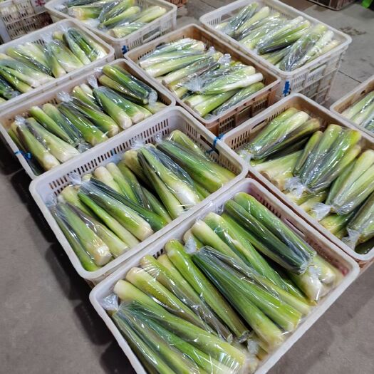 漳州精品茭白，供各大平台和各大商超！！全国各大一级农批都有档口！