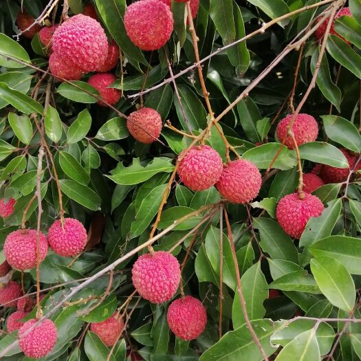 灵山县桂味荔枝