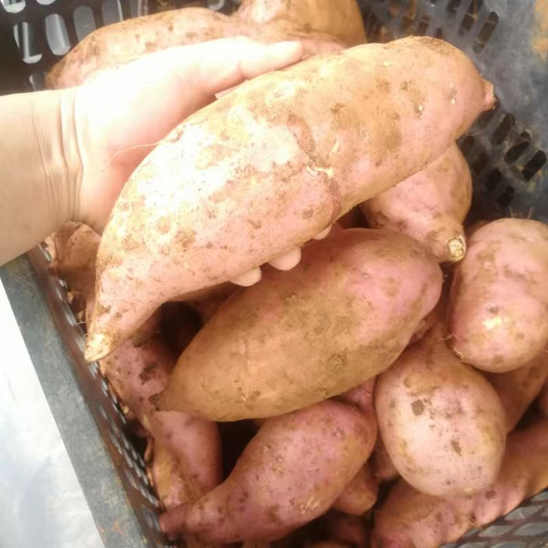 开封龙九大量上市