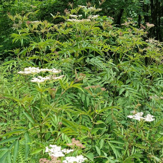 雷波县接骨草  陆英叶