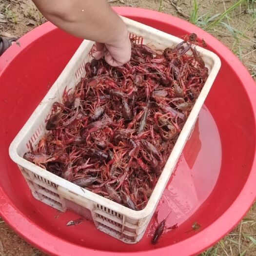 资兴市湖南郴州小龙虾