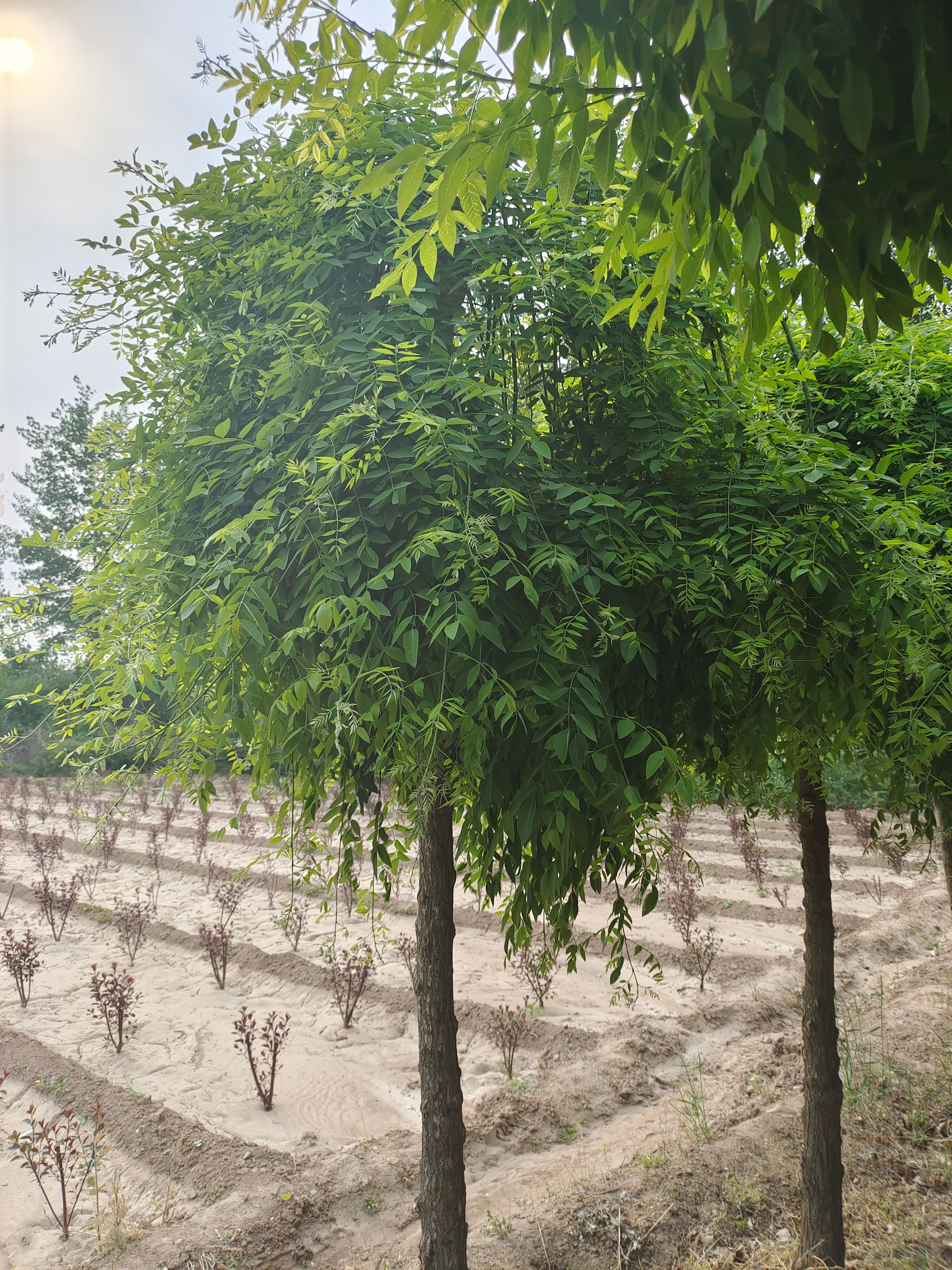 大量出售嫁接龙爪槐，米径5-12公分不等