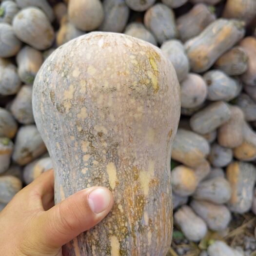 嘉鱼县奶油南瓜