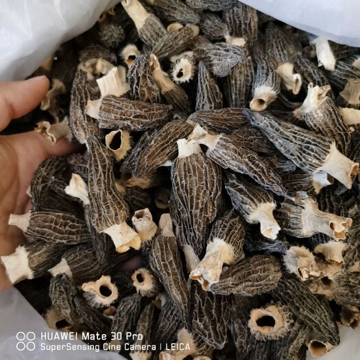 兰州2025年精选小货羊肚菌
