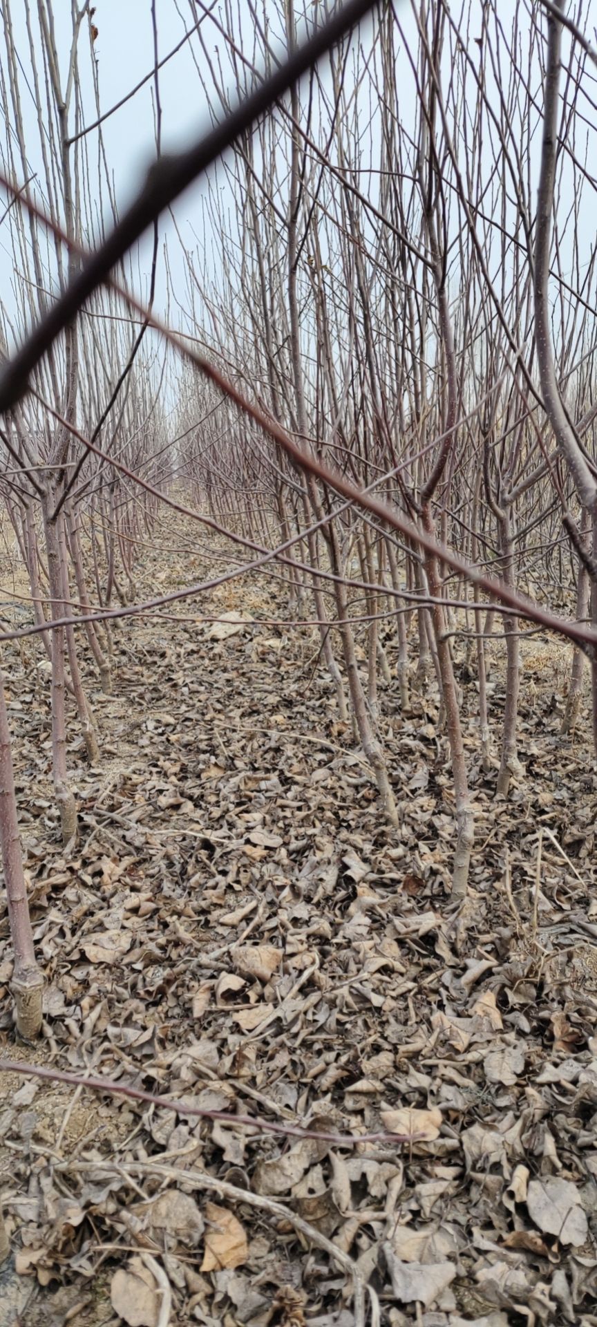 山东梨树苗基地嫁接梨树苗价格