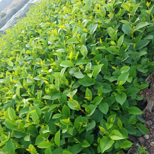 旱冬瓜苗大量现货