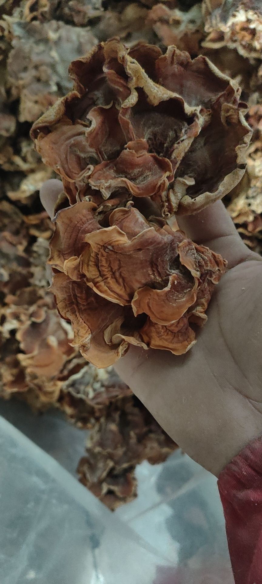 食用菌干货榆耳灵芝菇产地批发直销