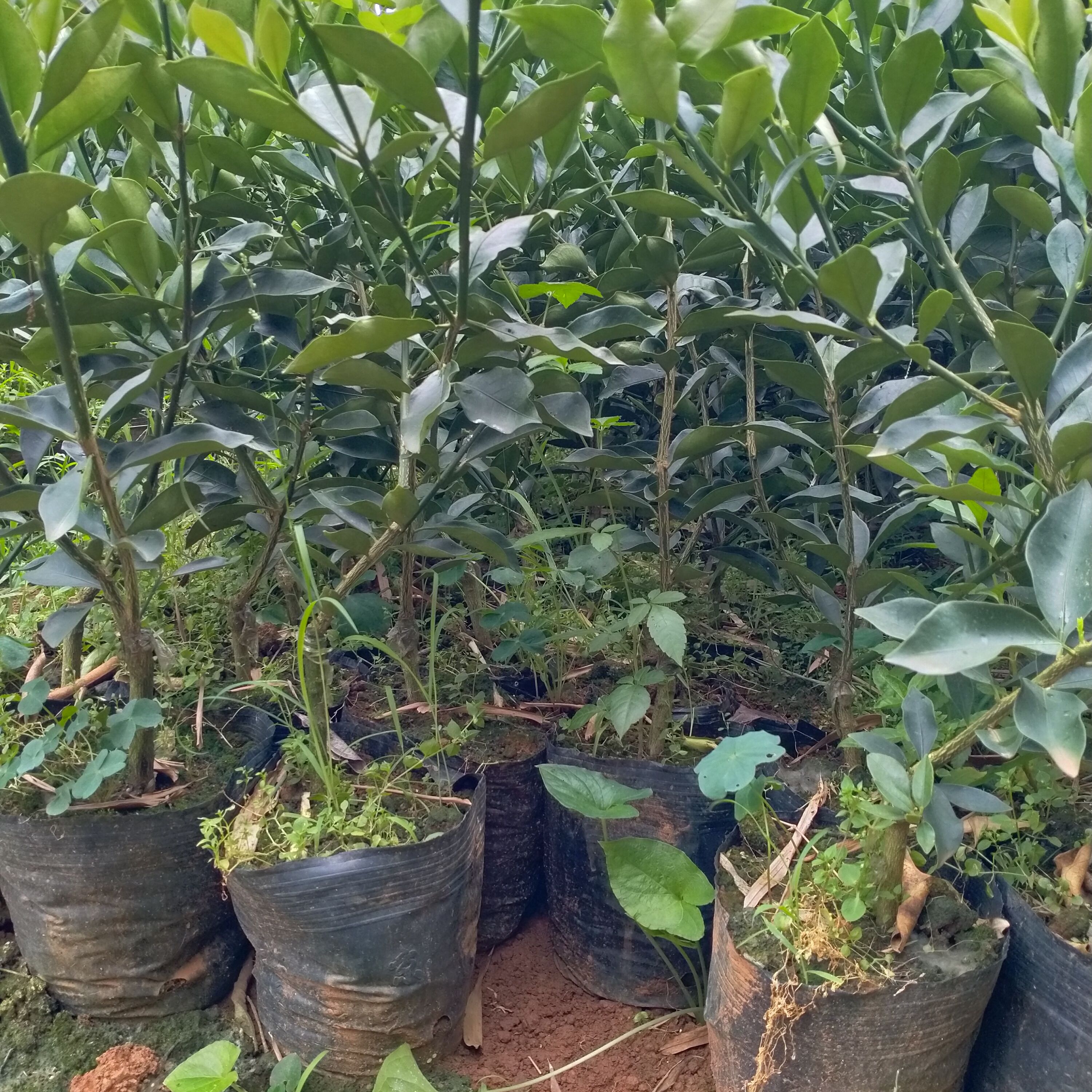 脆蜜金柑杯苗