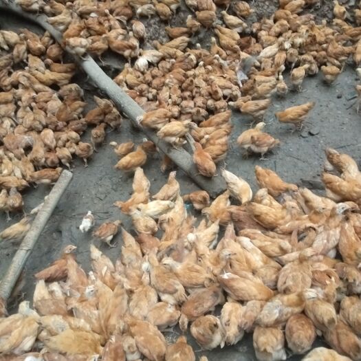 衡阳县中鸡