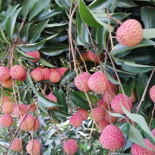 灵山县桂味荔枝