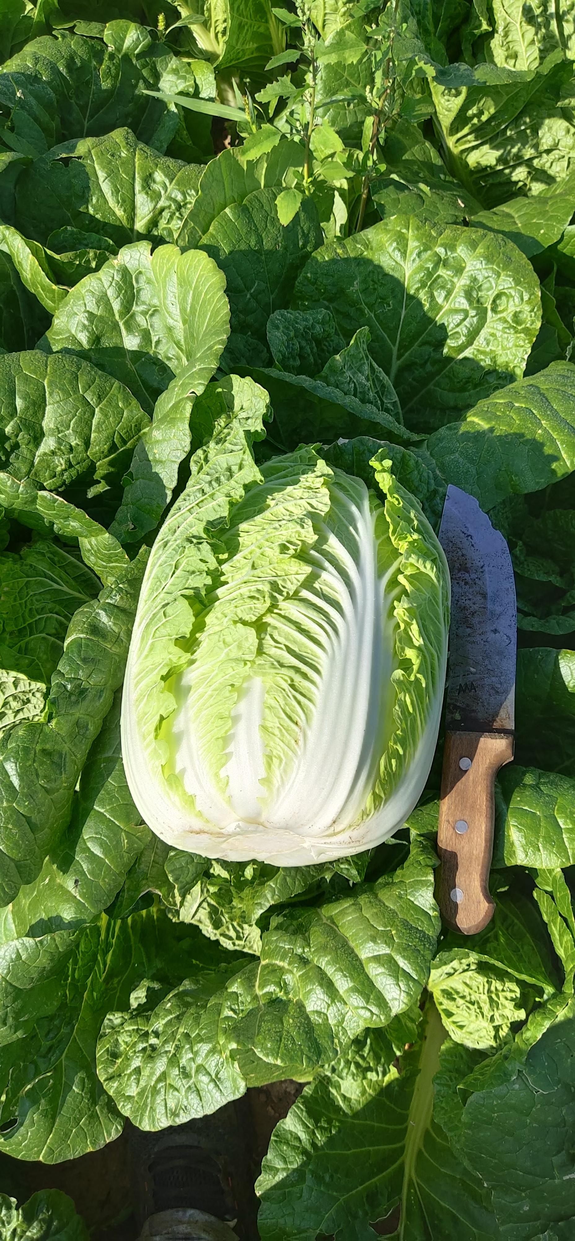 精品大白菜货源充足价格稳定。质量保证。欢迎各地客商前来采购