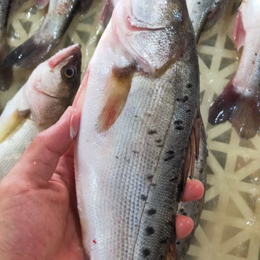 连云港新鲜海鲈鱼