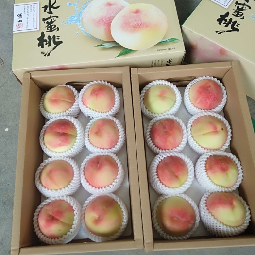 无锡阳山水蜜桃品种！白凤桃！甜度高，口感纯正！7月初成熟！