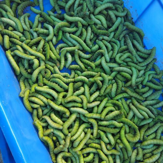 吴川市豆虫