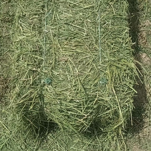 苜蓿草