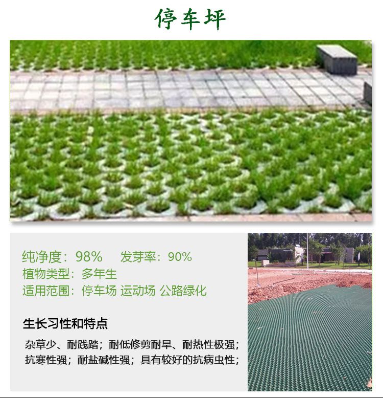 多年生停车坪草籽砖孔缝专用种子不修剪低矮耐寒耐踩踏草坪