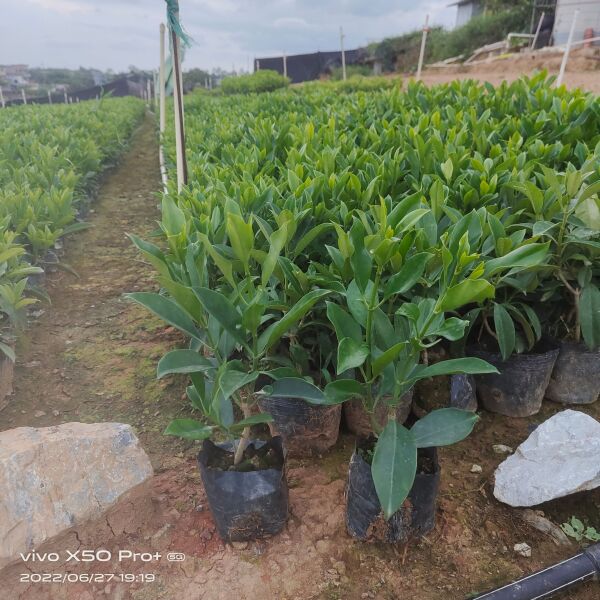 精品非洲茉莉