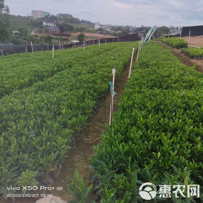 精品非洲茉莉