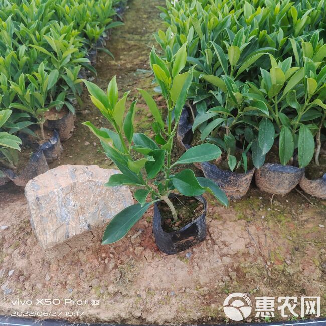 精品非洲茉莉