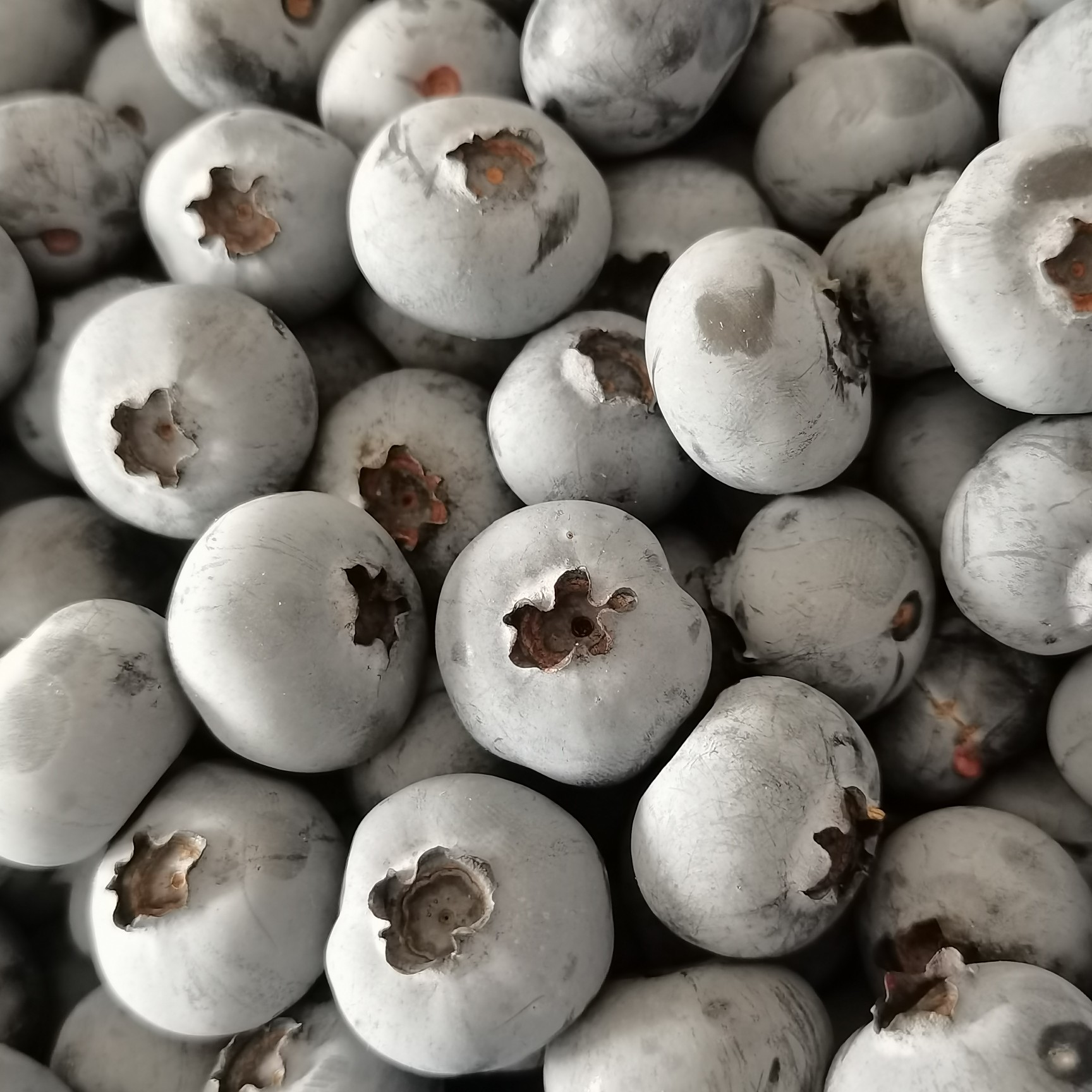 澄江市云南陸地藍莓產地直銷 一手貨源 保質保量 代發全國各地