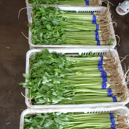 高密市山东山芹产地直发量大从优