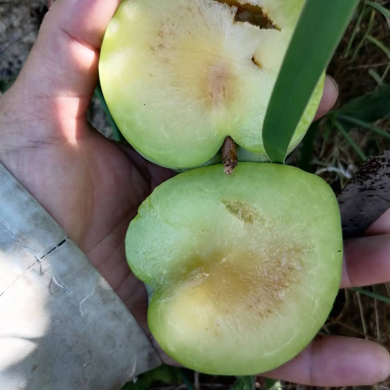 老师您好我想问一下为什么每年这个奈李成熟的时候都会这样黑心呢是
