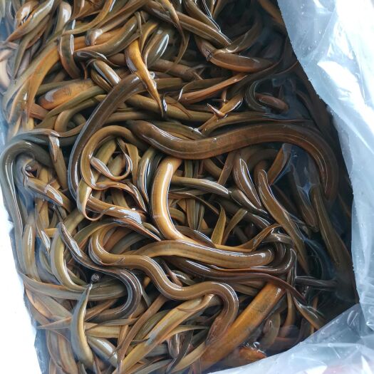 昆明缅甸鳝鱼，各种规格，欢迎各位老板采购