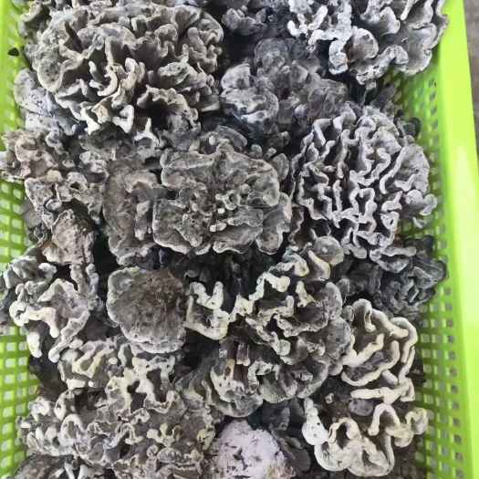野生精雕干巴菌包邮