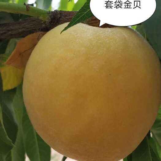 宁晋县本产品黄桃，。口感是脆脆，拿在手里迎面扑来清香的气味，个头大