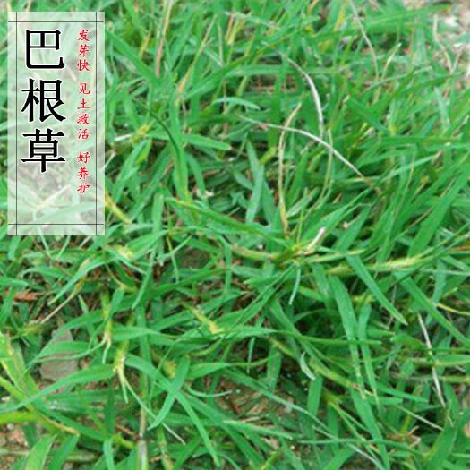 巴根草牛筋草种子铁线草护坡草籽爬地草绊根草护坡种子防水土流失