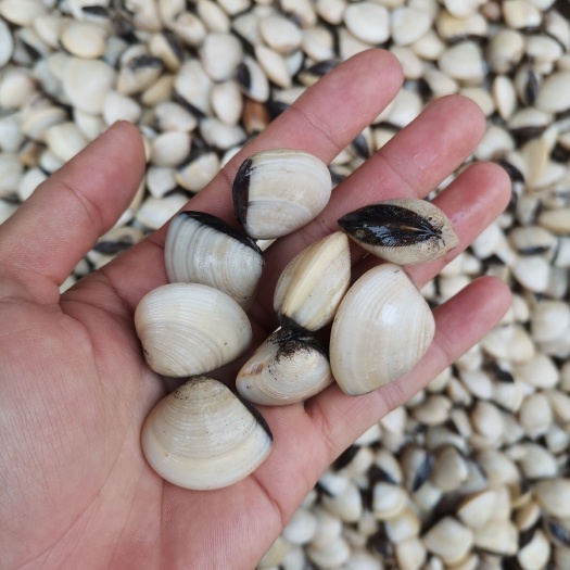 北海白螺批发  大量供应