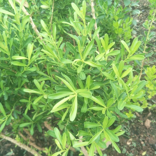 沂南县自家老人扦插的有要的帮帮忙吧，雀舌，瓜子都有，大小都有