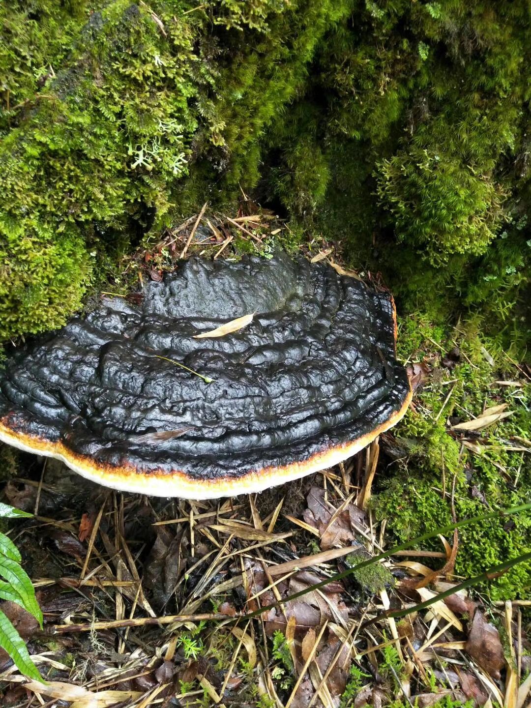 树舌灵芝，千年灵芝