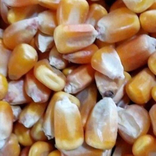 哈尔滨黑龙江北大荒二等玉米20万吨。