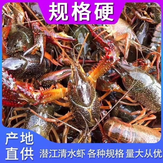 佛山鲜活小龙虾活虾潜江小龙虾水产养殖稻田虾小龙虾鲜活虾清水虾包邮
