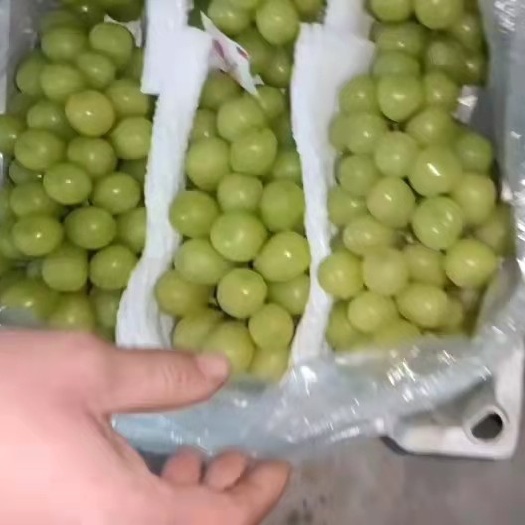 晋州市维多利亚葡萄
