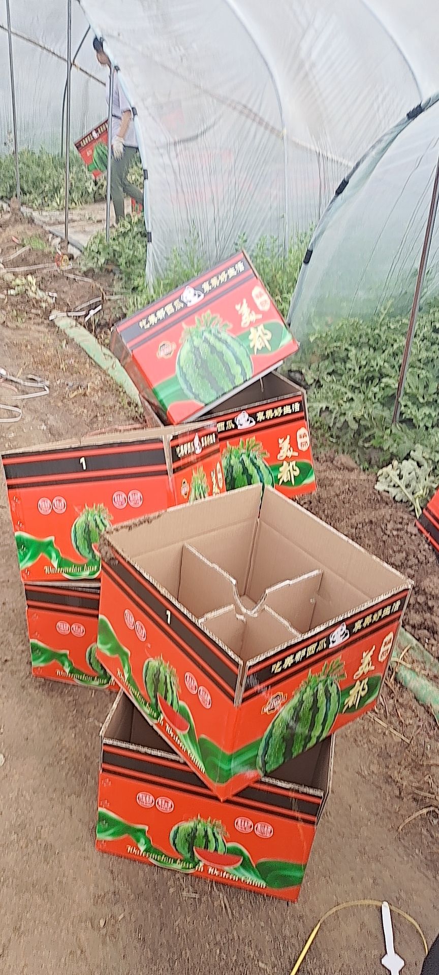 甘肃美都西瓜  头茬，大红壤，甜度高。质量好