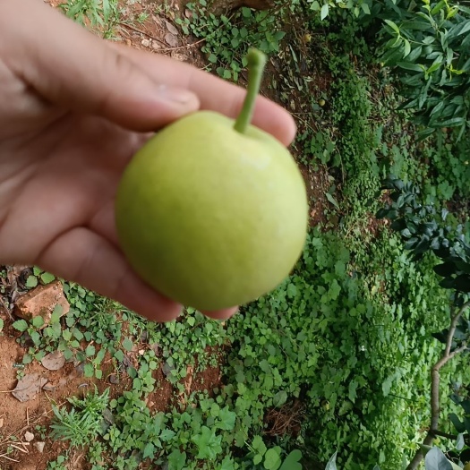 安宁市早熟红梨 个子大 甜