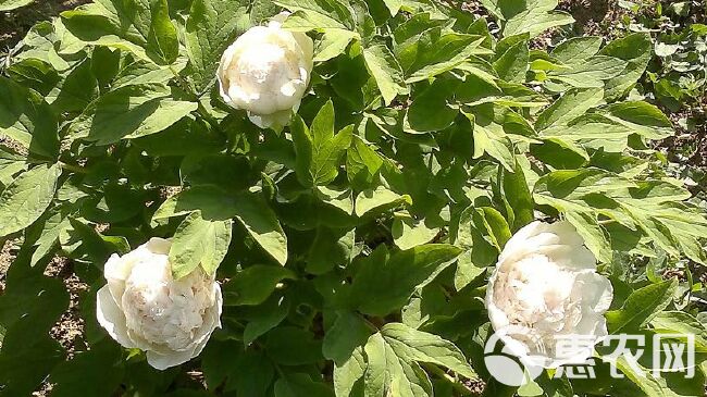 白雪塔牡丹花苗盆栽地栽菏泽基地直销绿植庭院北方耐寒花卉