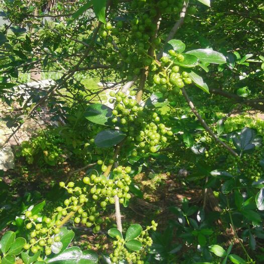 禄劝县云南麻椒特麻散装花椒包邮1000克花椒粒食用 青花椒干货
