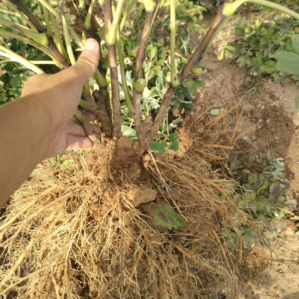 白雪塔牡丹花苗盆栽地栽菏泽基地直销绿植庭院北方耐寒花卉