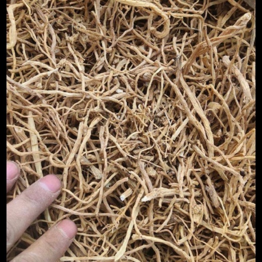 白条党参尾子，药厂药店 火锅煲汤汤料用党参尾子 原产地量大从