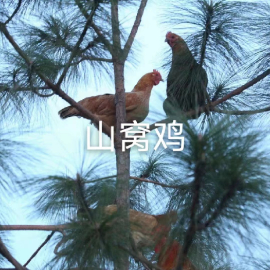 禄丰市天然放养山窝土鸡