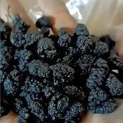 泊头市黑桑葚